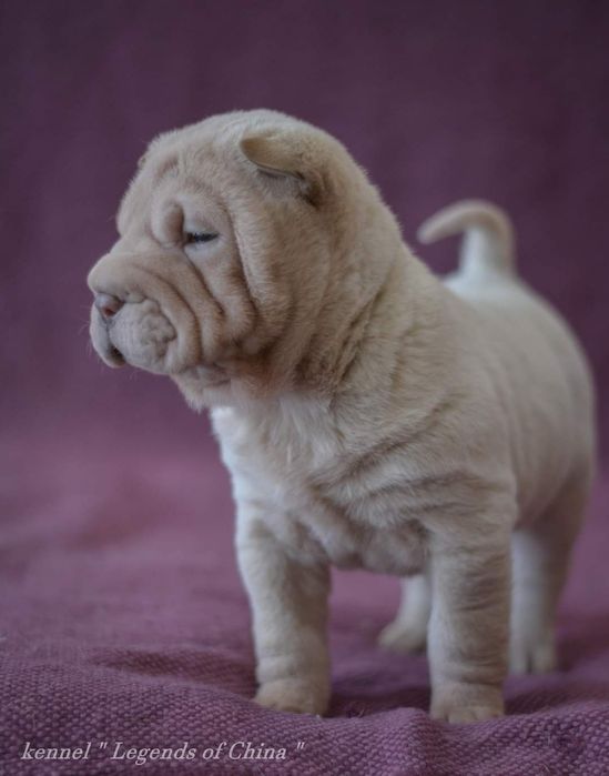 Цуценята Shar Pei
