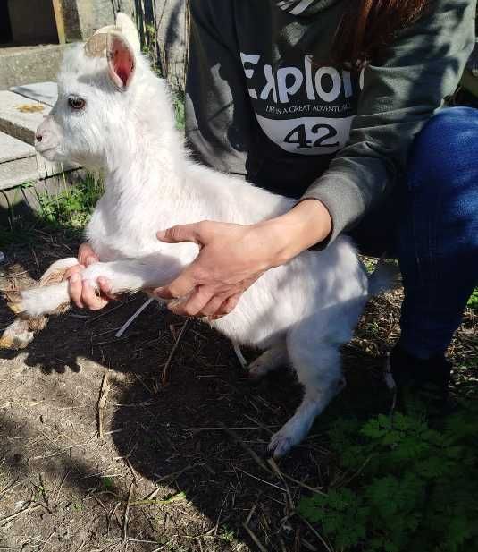 Cabras anãs - Pequeno rebanho