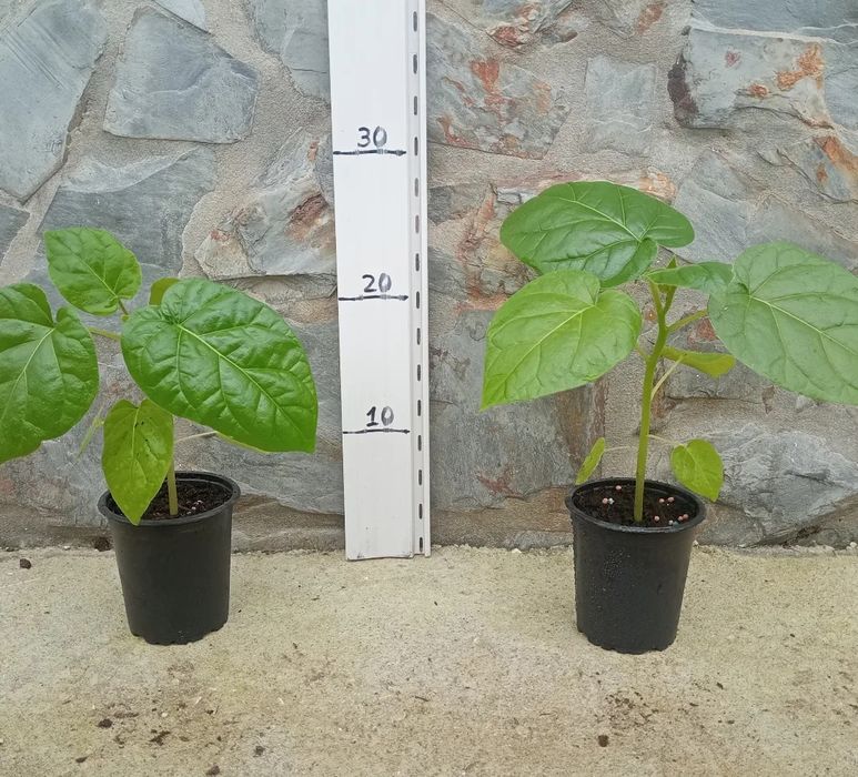 Abacateiros e Tamarilhos