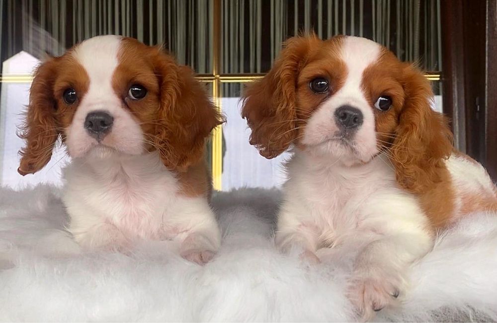 Cavalier King Charles Sosniel