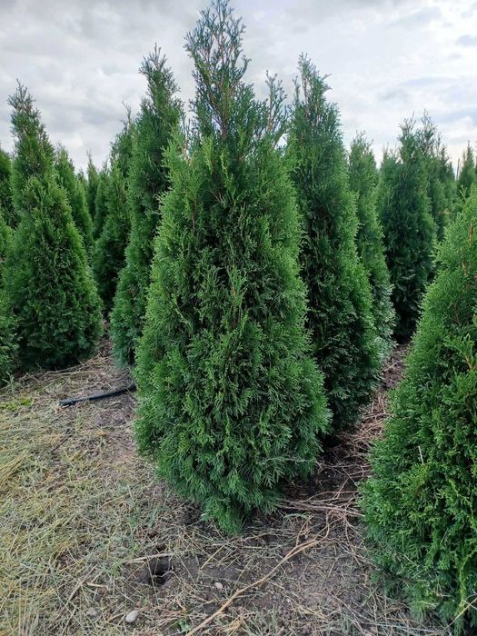 Sprzedam tuje "szmaragd" 1,6m-2,3m