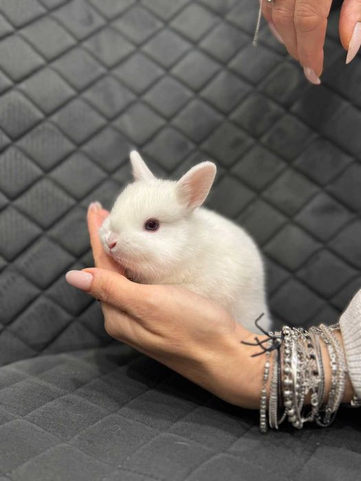 Масики мини кролясики - мини кролик голландец и англиец