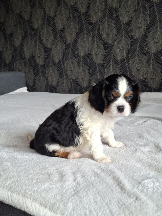 Cavalier King Charles Spaniel
