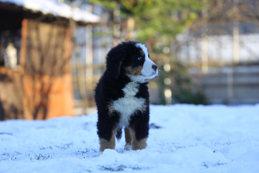 Berneński pies pasterski- szczeniak