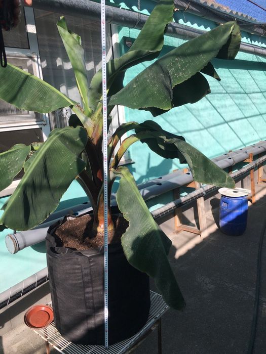 Банан Київський суперкарлик