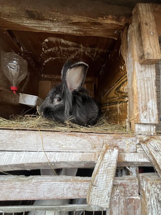 Продам Левоголовий кролик