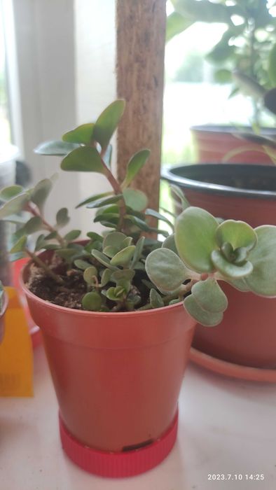 Кактус портулацея аіхризон різдвяник сансевієрія хані калвнхое