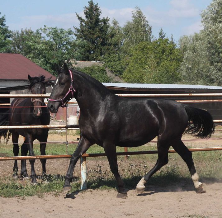 *** Młoda klacz śląska ***