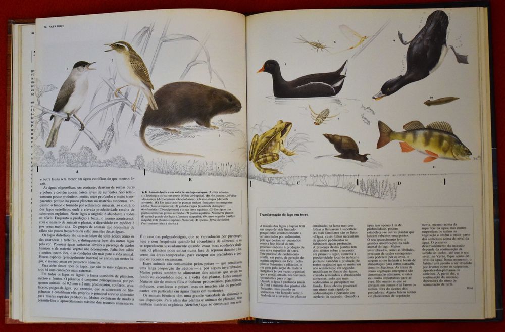 Animais de Todo o Mundo: Ecologia Animal