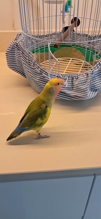 Agapornis domésticado