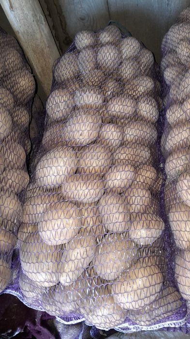 Картопля   оптом