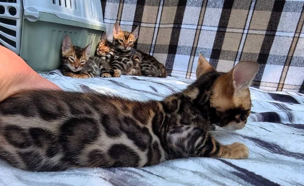 Бенгальський хлопчик BENn24 класичний