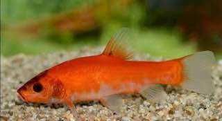 Рибна ферма вирощує золотого лина