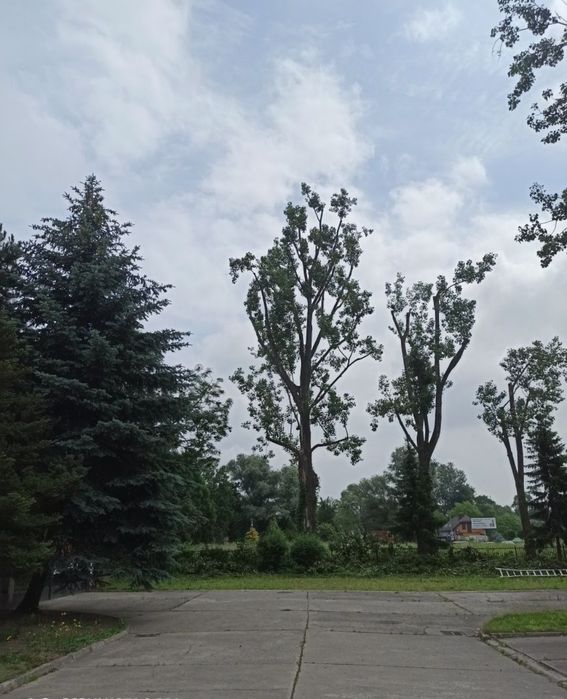 Wycinka i Przycinka Drzew Trudnych