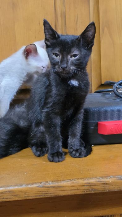 Gatinhos para adoção