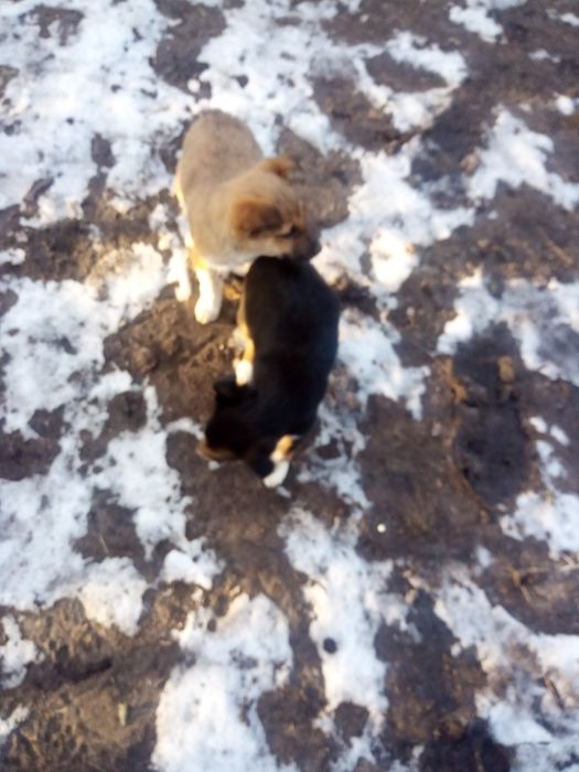 Відам цуценят в добрі руки