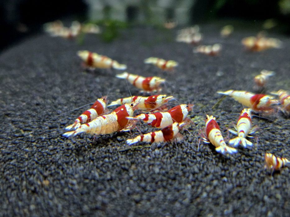 Krewetka caridina wiele odmian "super crystal red, PRL, Pinto, black taiwan, white bee