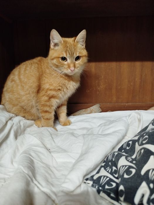 Nachos i Cheetos do adopcji