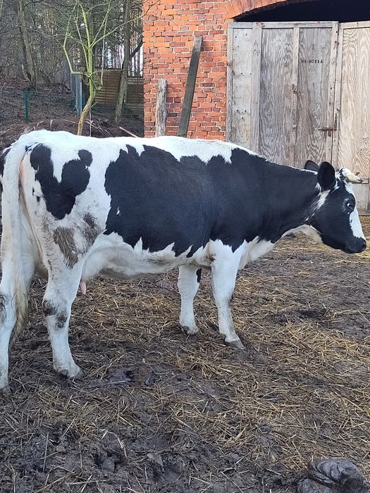 Krowa białogrzbieta, białogrzbiet