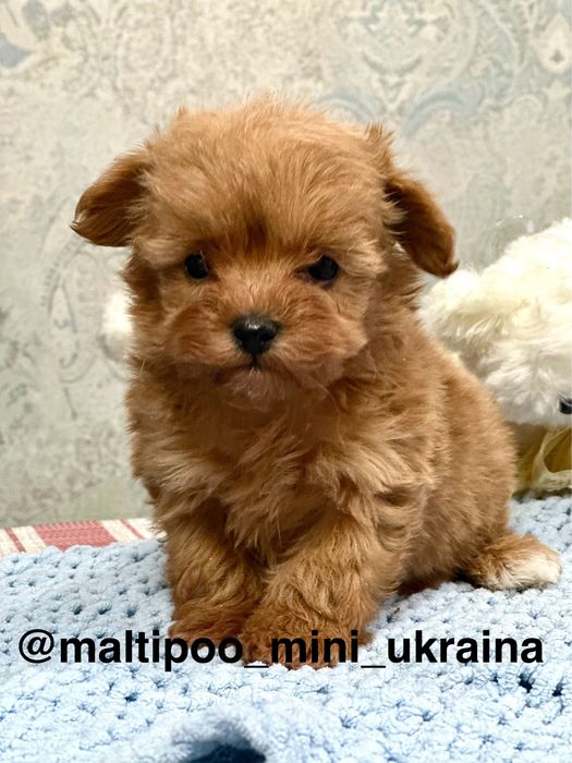 Мальтіпу ф1 мікро і міні