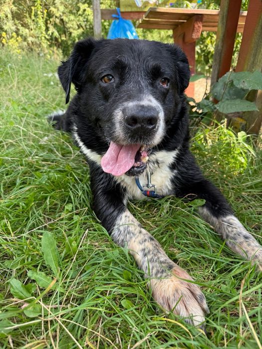 Pokochaj Dylana! Duży psiak w typie stróżującego