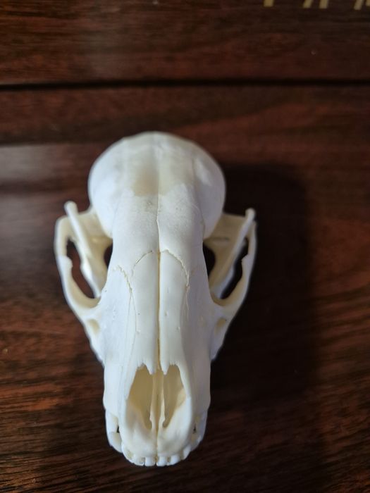 Czaszka szop pracz racoon skull  nie borsuk lis kuna czacha terrarium