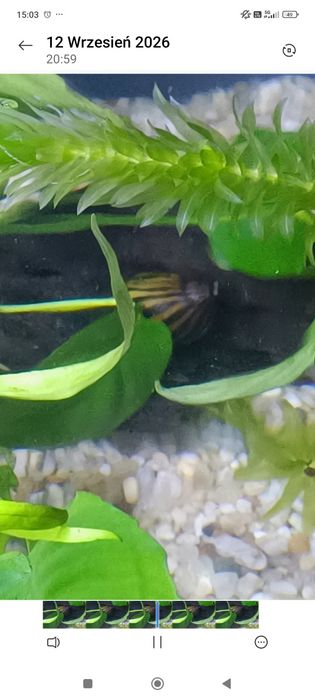 Ślimak zebra Vittina natalensis