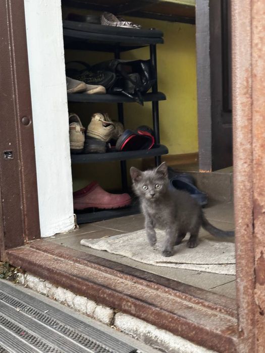 Продаж любячих кошенят