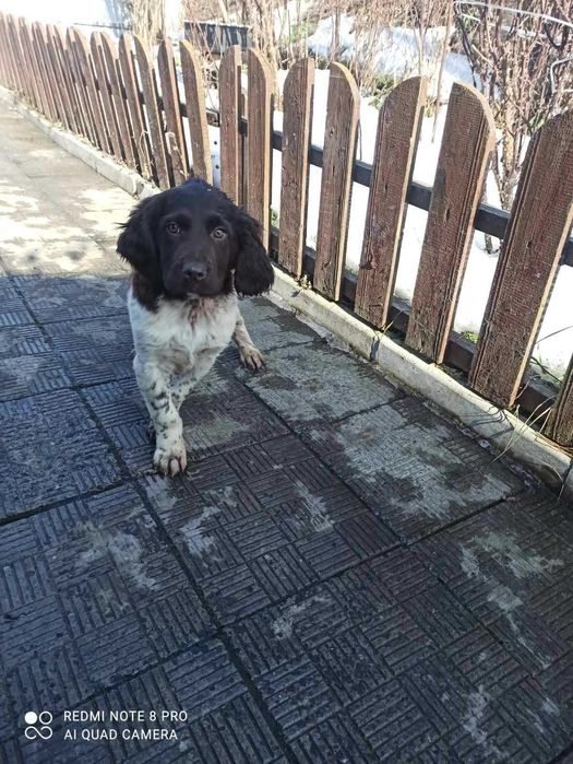 Малий мюнстерлендр цуценята