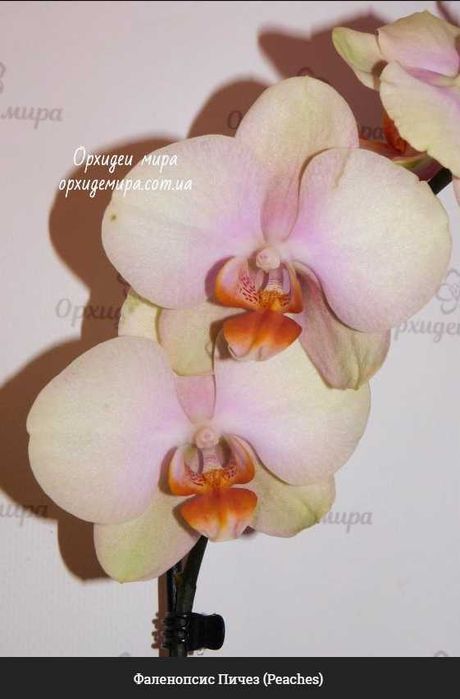 Орхідея Фаленопсис Peaches ( Персик)