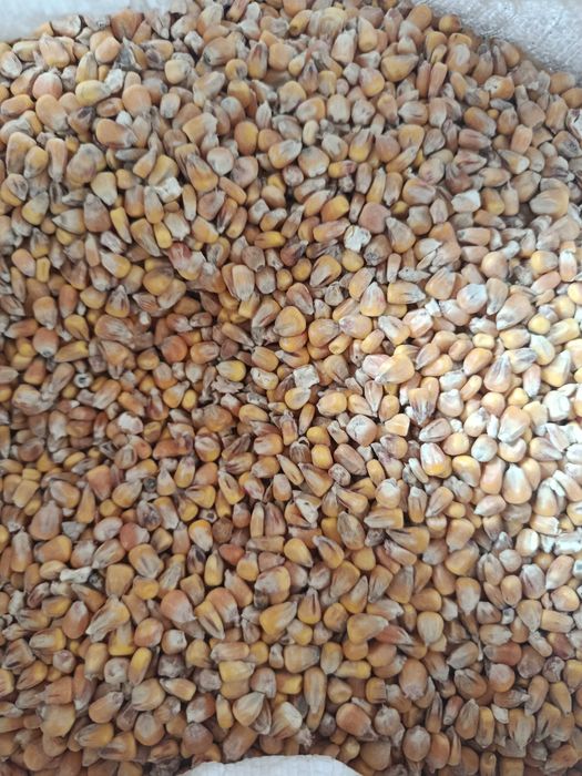 Jęczmień, żyto w workach 25, 30, 40, 50 kg