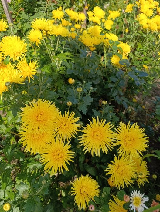 Ранні морозостійкі хризантеми