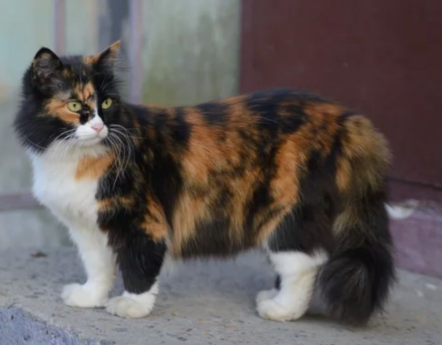 Трикольорна кішечка в добрі руки