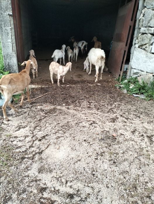 Vendo cabras Anglo-Nubianas