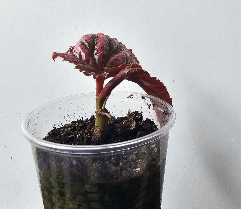 Begonia brevirimosa