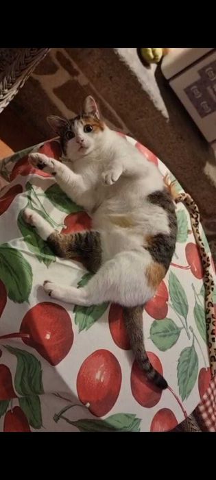 Gata linda de 1 ano carinhosa