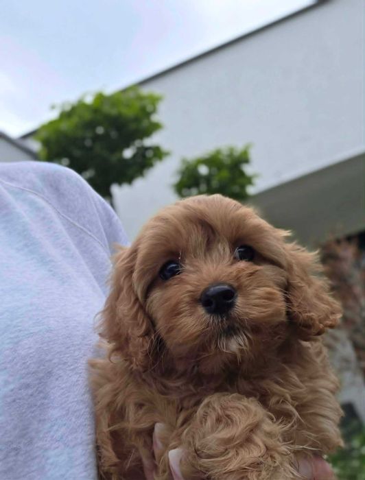 Cavapoo chłopczyk