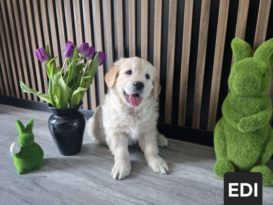 **Golden Retriever** Pies EDI**
