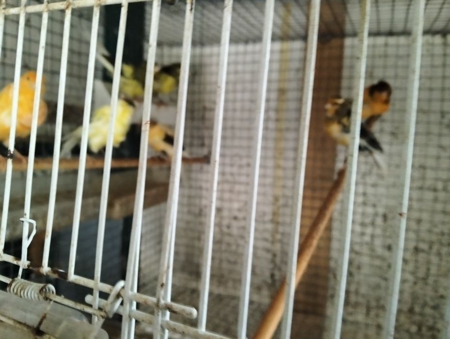 Canários frisados parisienses e frisados do norte