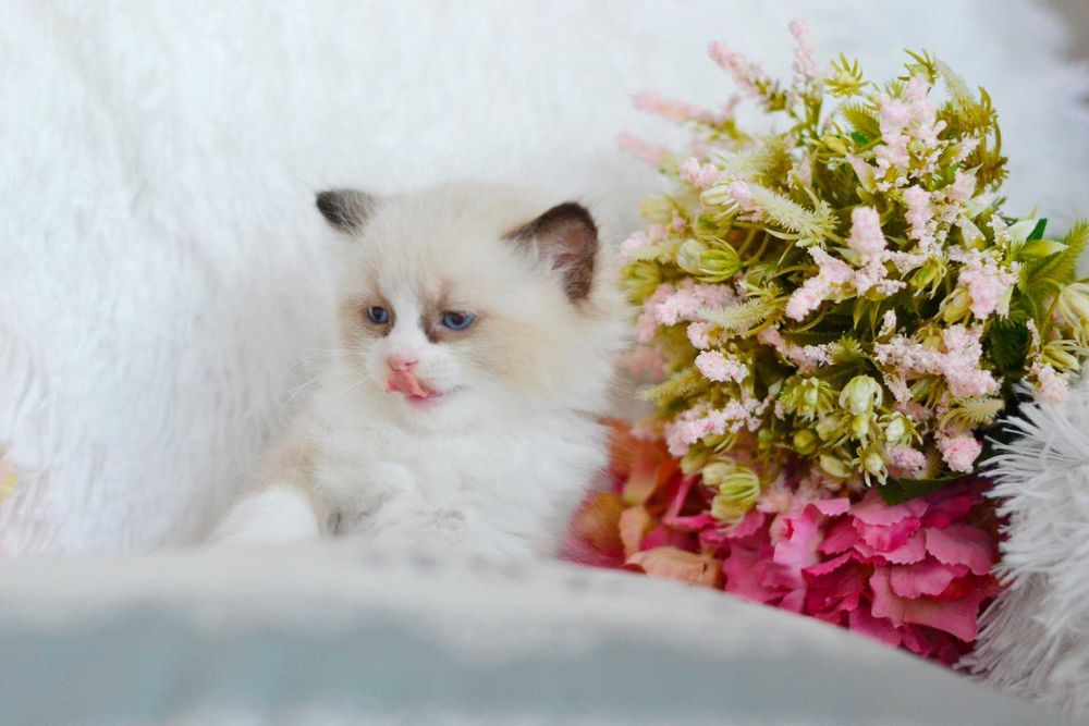 Реголли хлопчики Кріс і Крістіан
