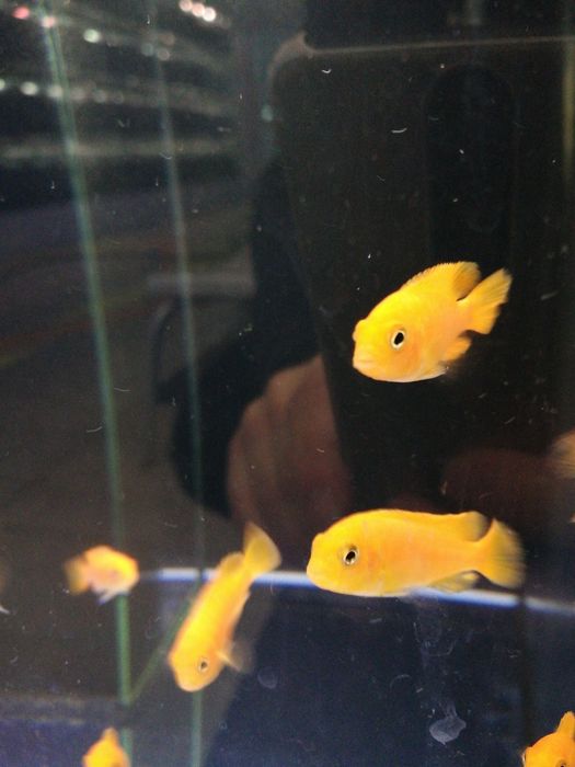 Pyszczaki /sklep SKALAR