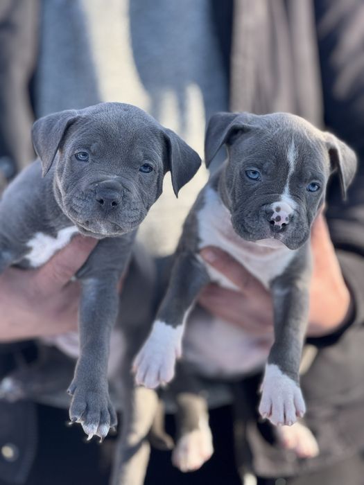 Щенки питбуль высокого качества АВКС регист