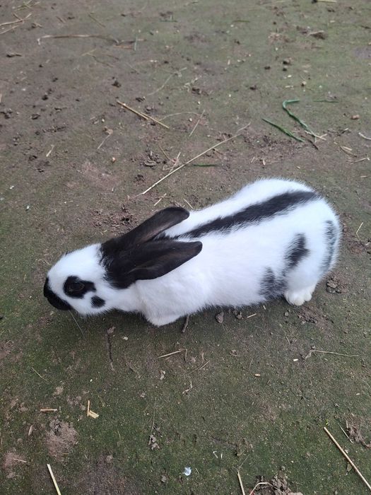 Sprzedam królika srokacz niemiecki