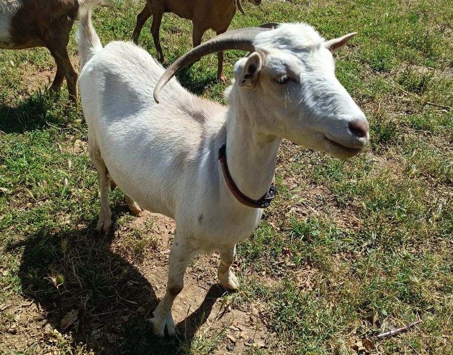 Cabrito - mocho - raça grande