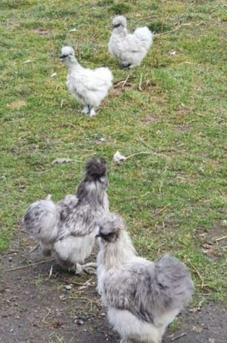 Jajka lęgowe Silki jedwabistej USA/ barwa lawendowa i splash