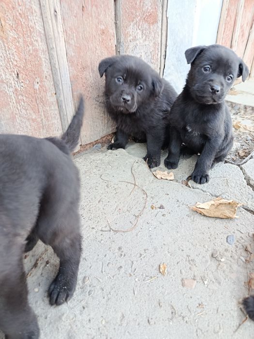 Віддам в хороші руки цуценя метіс лабрадора