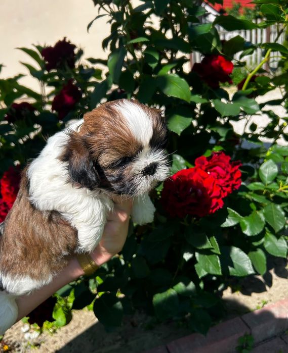 Shih tzu. Polecam