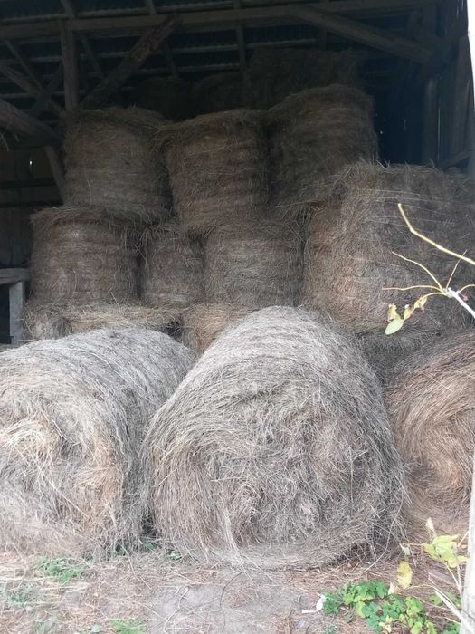 Sprzedam baloty siana z pierwszego pokosu