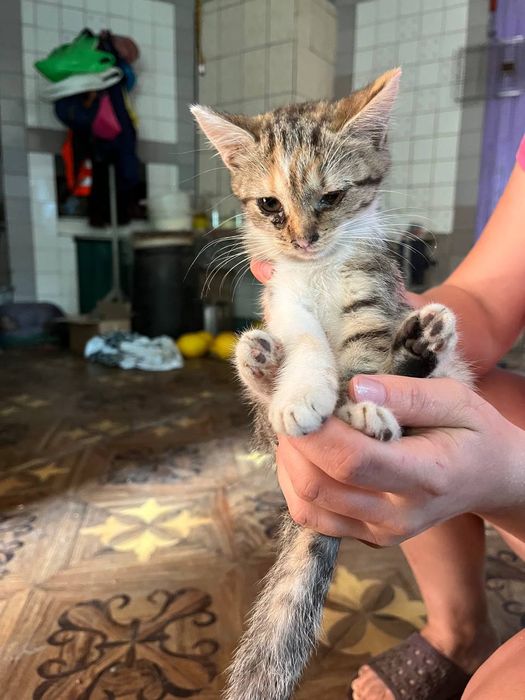 Віддам в добрі руки  кошенят