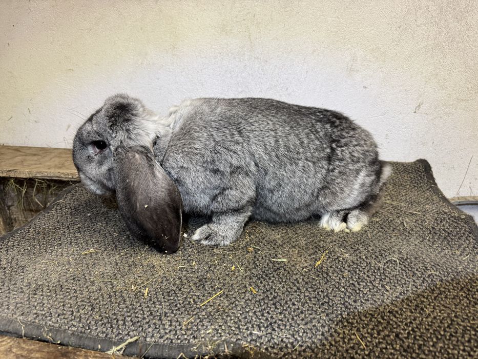 Baran Francuski Samica